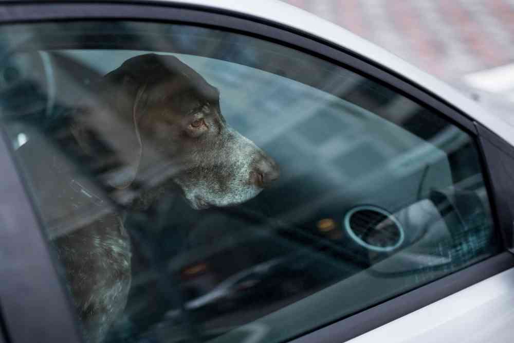 Briser une vitre de voiture pour sauver un animal en cas de canicule : Est-ce légal ? Quels sont les risques juridiques ?