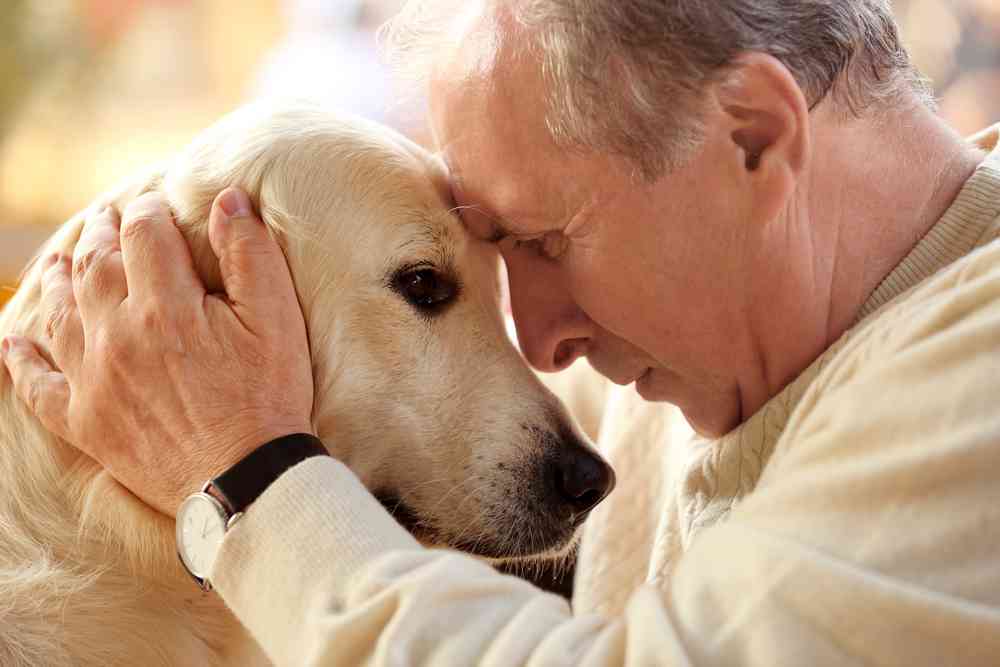 Confier des chiens du refuge aux personnes âgées, l'idée géniale de la ville de Cambrai