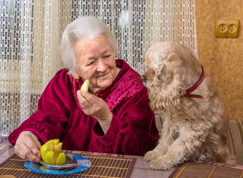 Confier des chiens du refuge aux personnes âgées, l'idée géniale de la ville de Cambrai