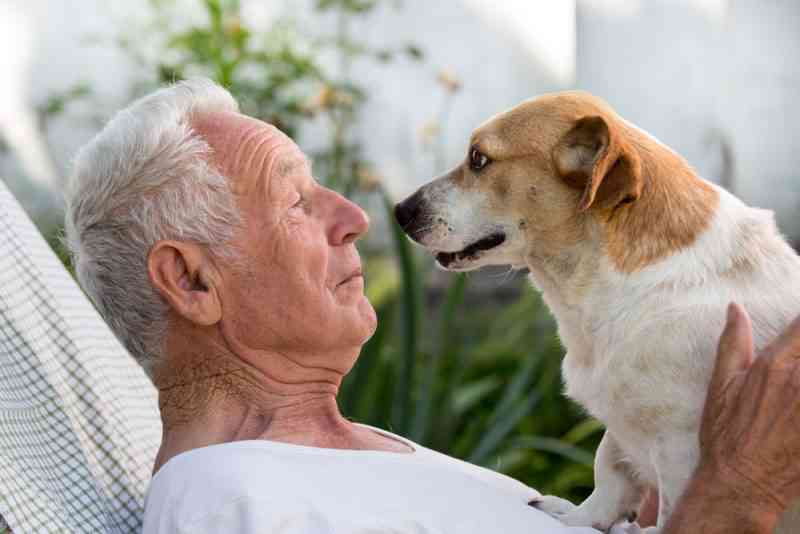 Confier des chiens du refuge aux personnes âgées, l'idée géniale de la ville de Cambrai