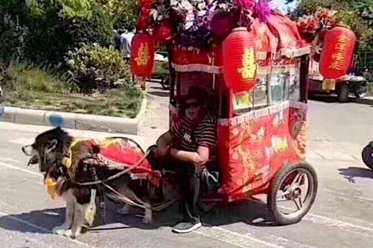 Chine : La triste mode des chiens-taxis