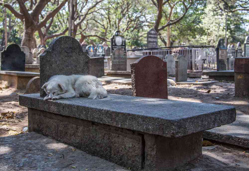 Ces chiens refusent de quitter l'endroit où leurs maîtres sont morts