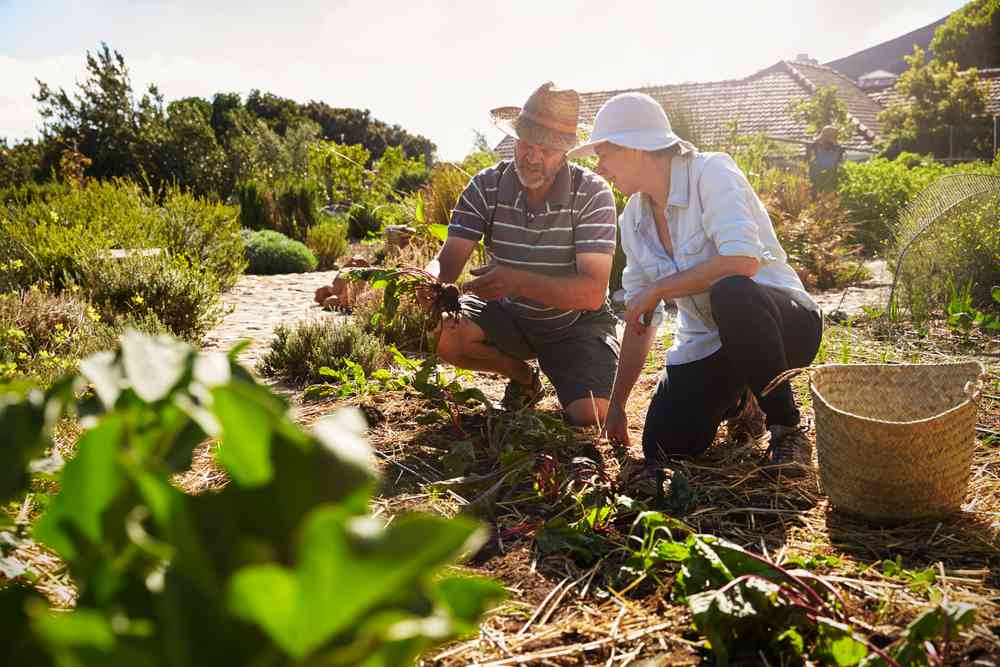 Gite et couvert offert en échange d'un coup de main dans une exploitation biologique, voici le Woofing !