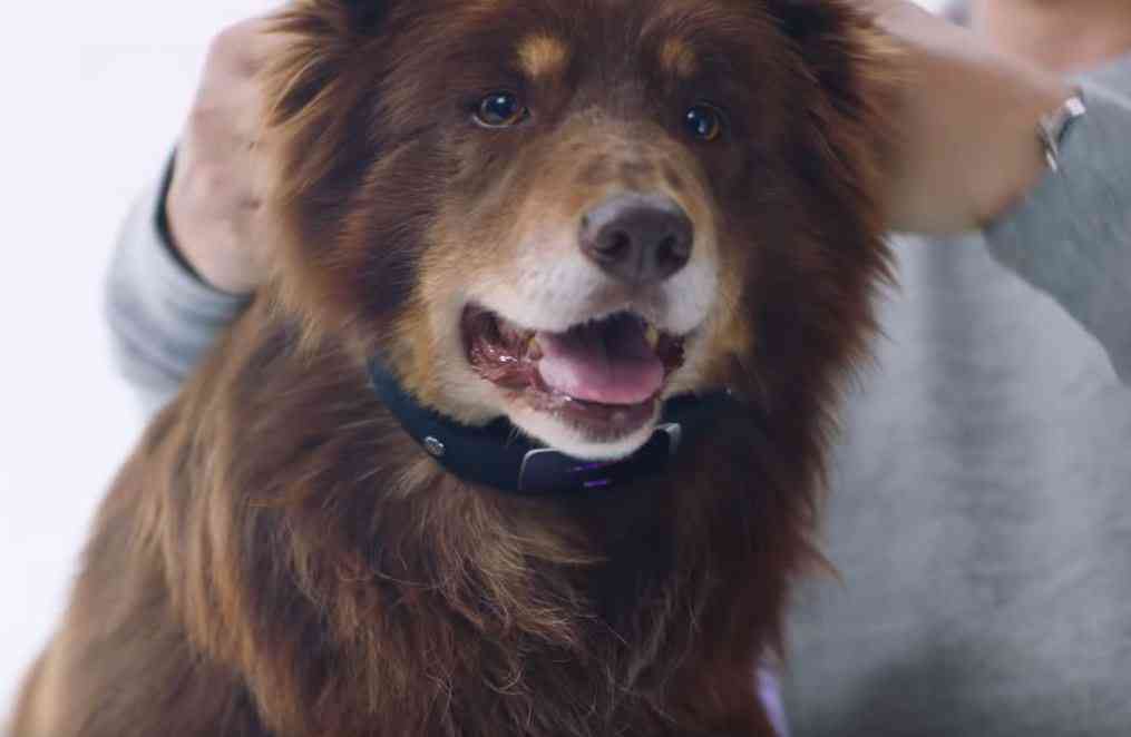 Lexie, le collier qui traduit les aboiements de votre chien (Campagne de prévention)