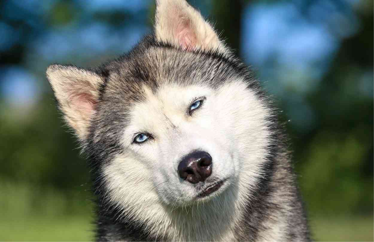 Chine : bientôt un outil de reconnaissance faciale pour les chiens