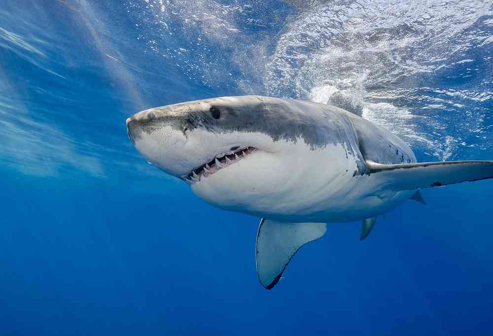 Rosie, l'histoire du grand requin blanc oublié dans un bac de formol....