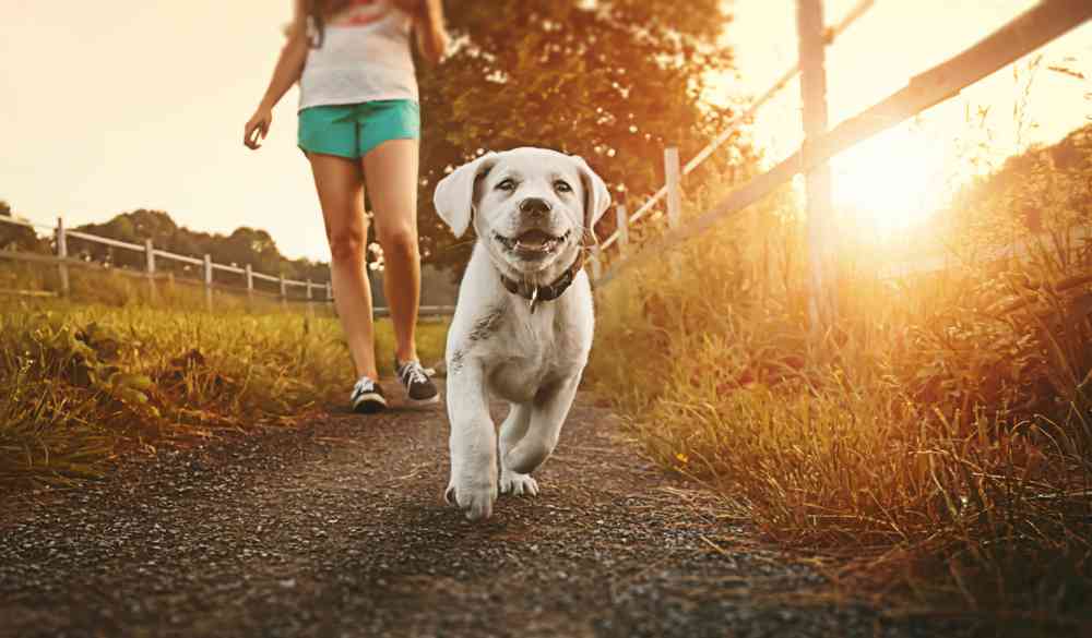 WOOG, l'application dédiée aux balades canines