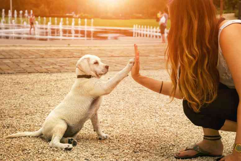 WOOG, l'application dédiée aux balades canines