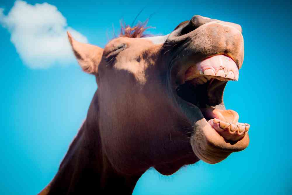 États-Unis: Une femme prend l'avion avec son cheval !