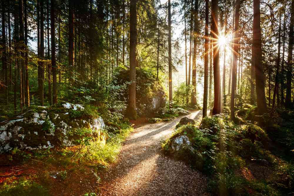 Si vous trouvez ce bar dissimulé au fin fond d'une forêt, vous gagnez des bières gratuites à vie