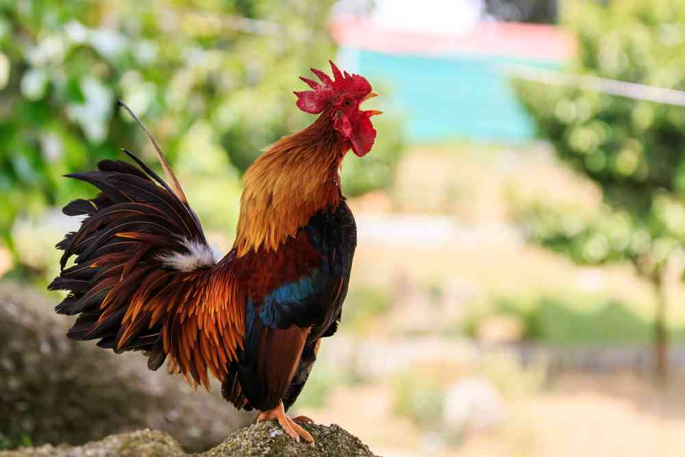 On marche sur la tête : Il faut une décision de justice pour autoriser le coq Maurice à continuer de chanter...