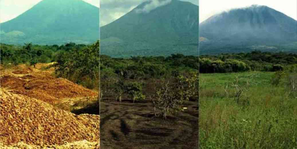 Costa Rica : 12 000 tonnes d'écorces d'orange ont permis de restaurer la flore de cette foret 
