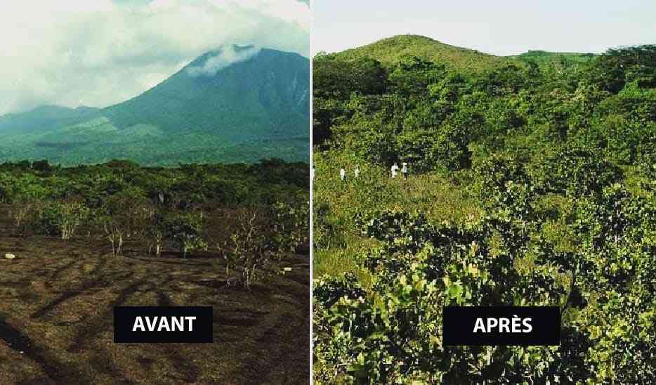 Costa Rica : 12 000 tonnes d'écorces d'orange ont permis de restaurer la flore de cette foret