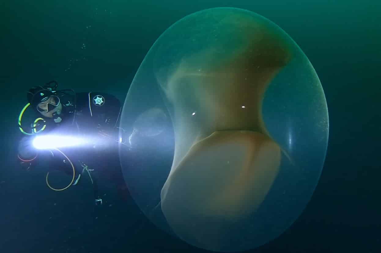 Impressionnant : un œuf de calmar gigantesque découvert par trois plongeurs en Norvège
