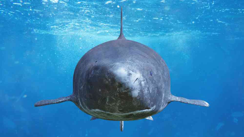 Le Requin du Groenland peut vivre plusieurs centaines d'années et ne peut pas procréer avant d’avoir 150 ans !
