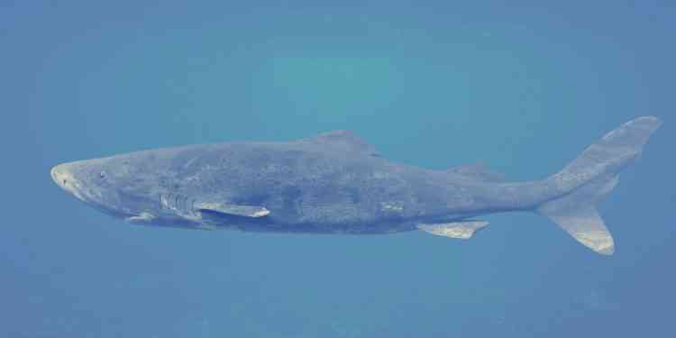 Le Requin du Groenland peut vivre plusieurs centaines d'années et ne peut pas procréer avant d’avoir 150 ans !