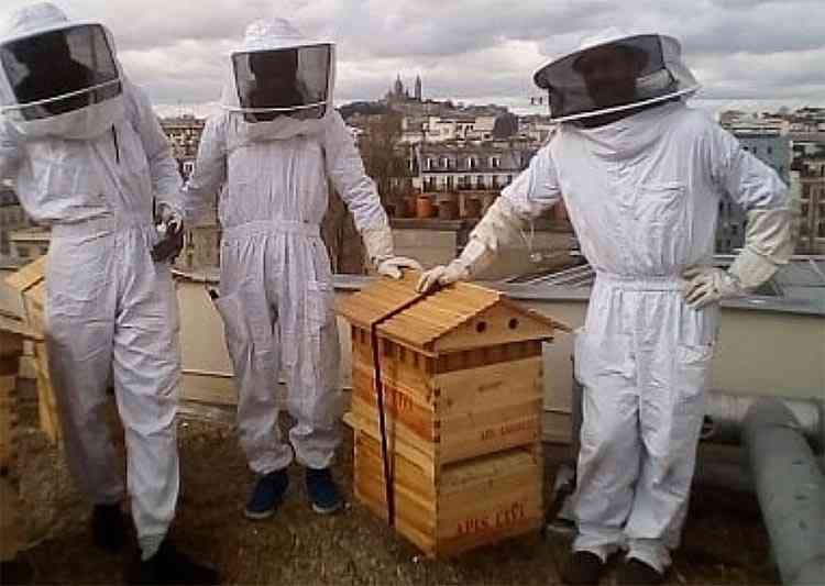 Plusieurs gares parisiennes accueillent des ruches et produisent du miel sur leurs toits depuis 2017
