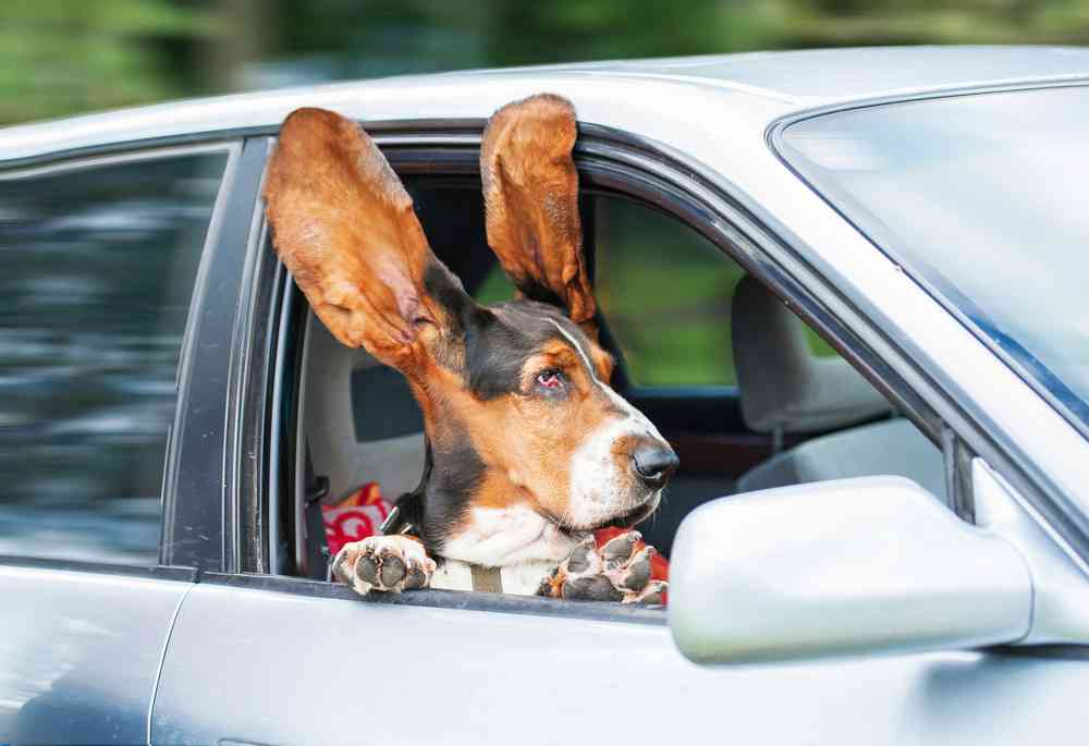 Uber Pet : une fonctionnalité pour se déplacer avec un animal de compagnie