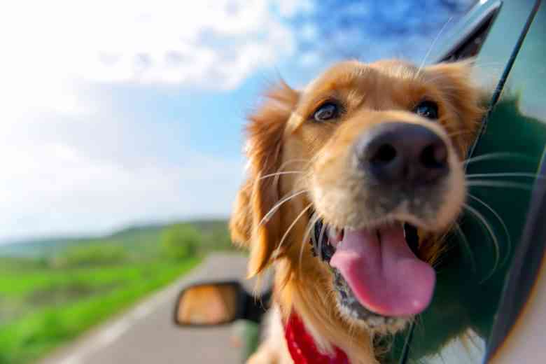 Uber Pet : une fonctionnalité pour se déplacer avec un animal de compagnie