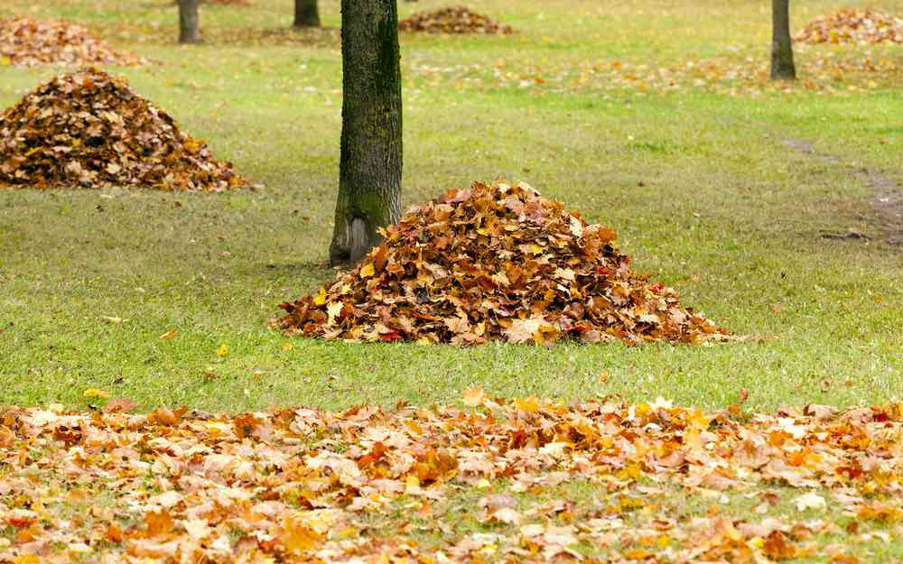 Amiens collecte et exploite les feuilles mortes pour chauffer 5000 foyers