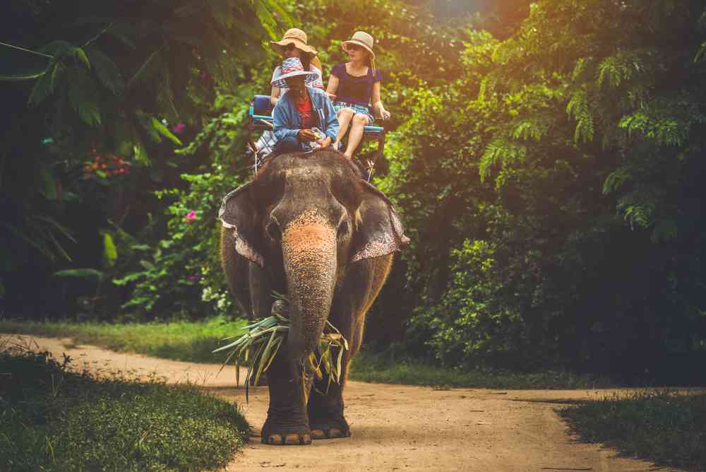 Bonne nouvelle, les balades à dos d'éléphants vont être interdites à Angkor au Cambodge...