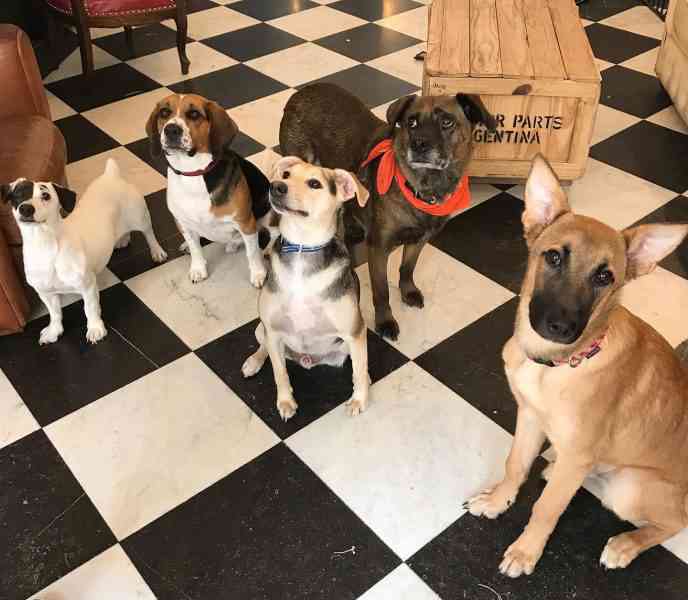 Waf : dans ce café "refuge" de Lille vous pouvez adopter un chien abandonné