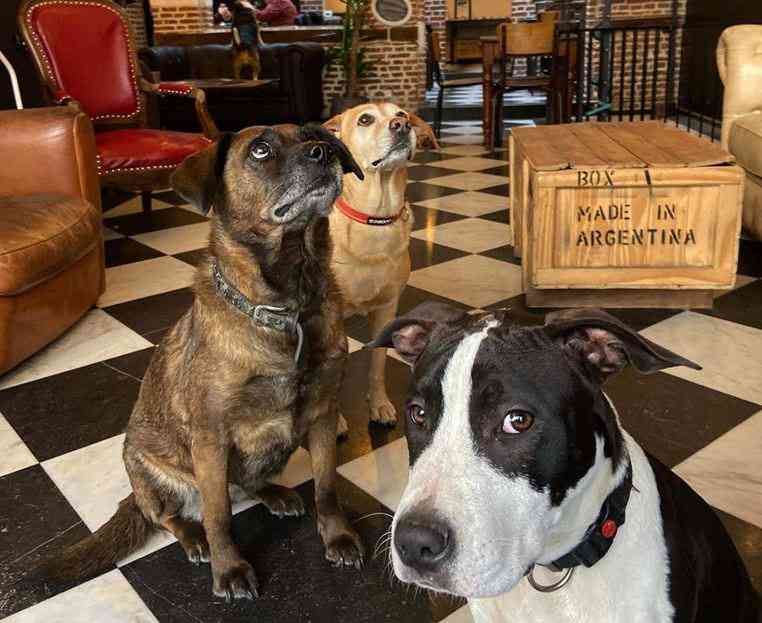 Waf : dans ce café "refuge" de Lille vous pouvez adopter un chien abandonné