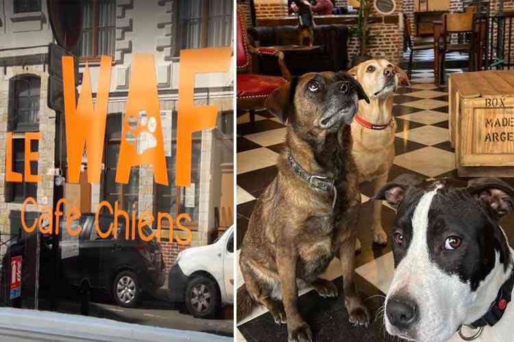 Waf : dans ce café "refuge" de Lille vous pouvez adopter un chien abandonné