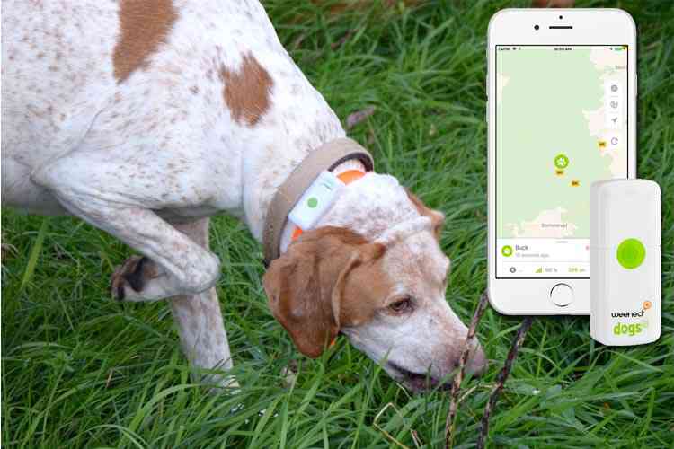 Idée Cadeau Weenect Dogs 2 Un Collier Gps Pour Ne Plus