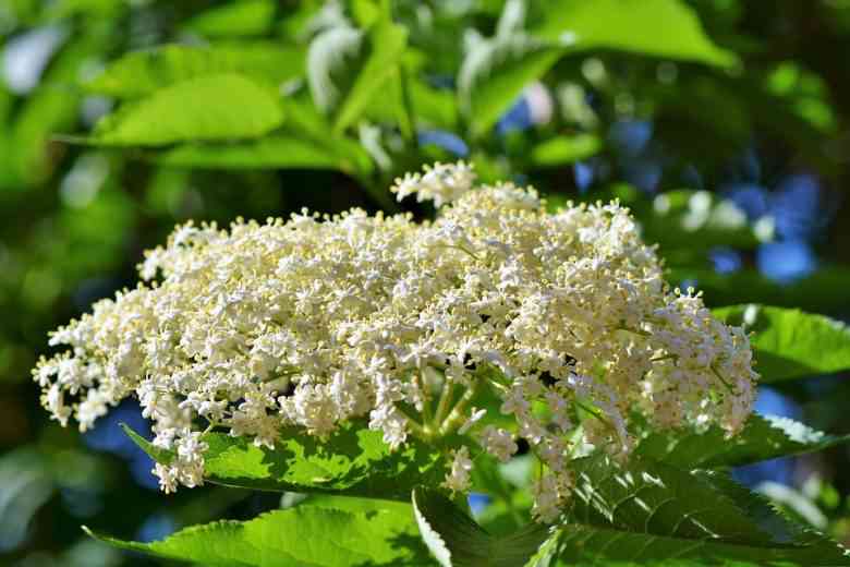  Phytothérapie : Voici 5 plantes pour lutter contre les maladies hivernales