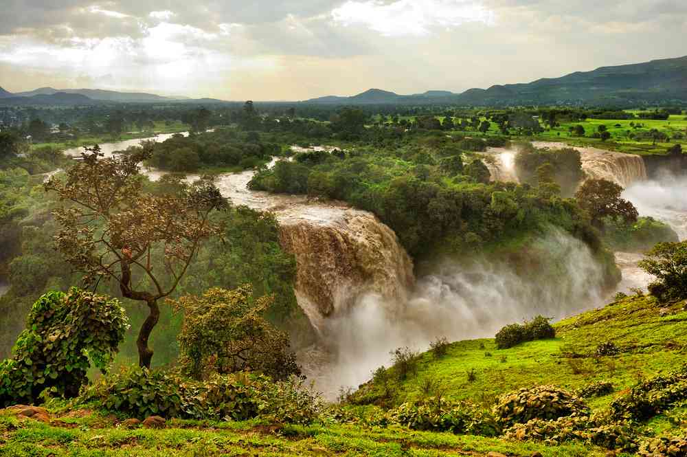 Ethiopie : 350 millions d'arbres planté en 12h pour lutter contre la déforestation et le réchauffement climatique