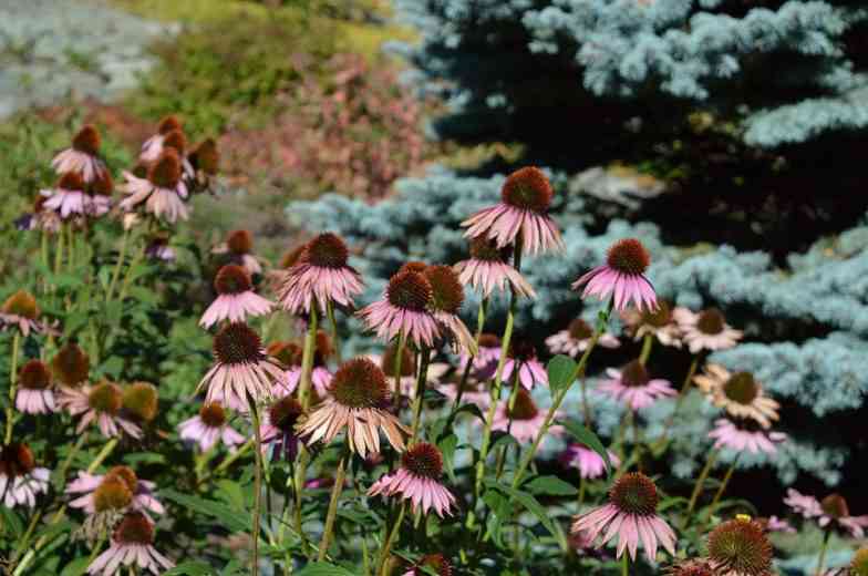  Phytothérapie : Voici 5 plantes pour lutter contre les maladies hivernales