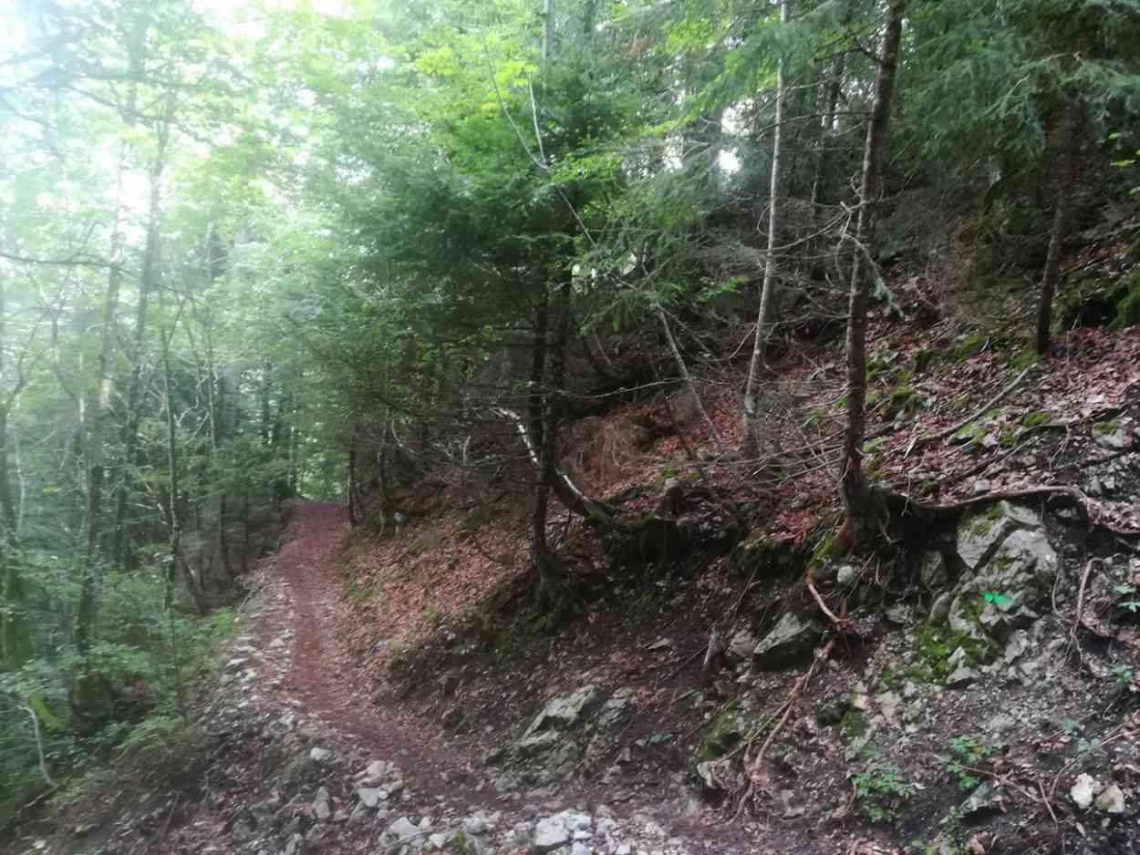 Haute Savoie : une nouvelle cagnotte pour acquérir une forêt à Thônes afin d'y interdire la chasse