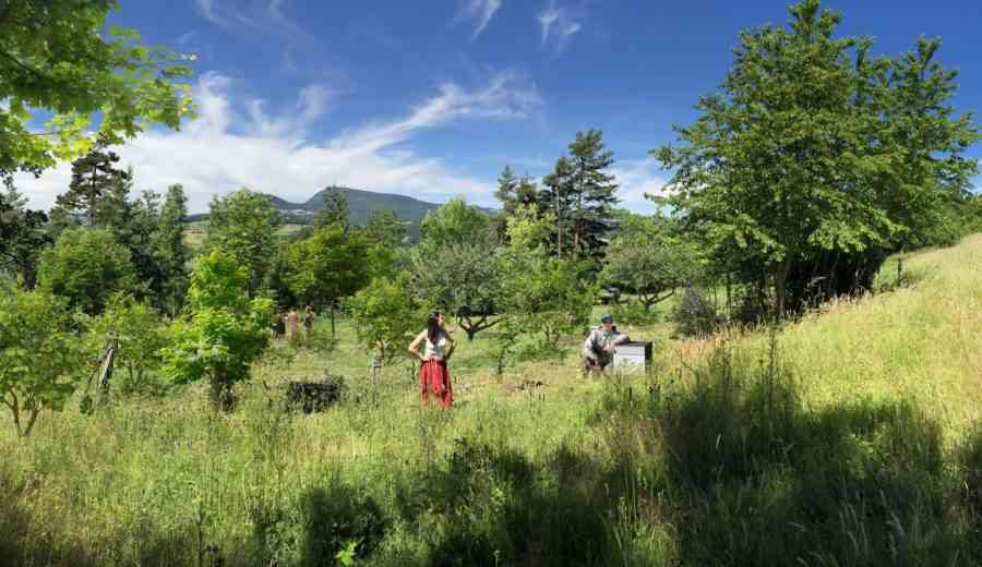 LabMadeleine : Quatre jeunes ont crée une "foret comestible" et nourricière à Jussac