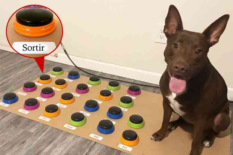 Buzzer de communication pour chien à touches, interactif & vocal