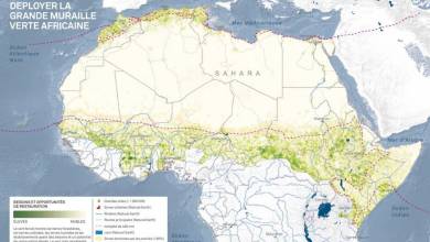 Afrique : un mur d’arbres de 8000 km pour lutter contre les effets du changement climatique et de la désertification