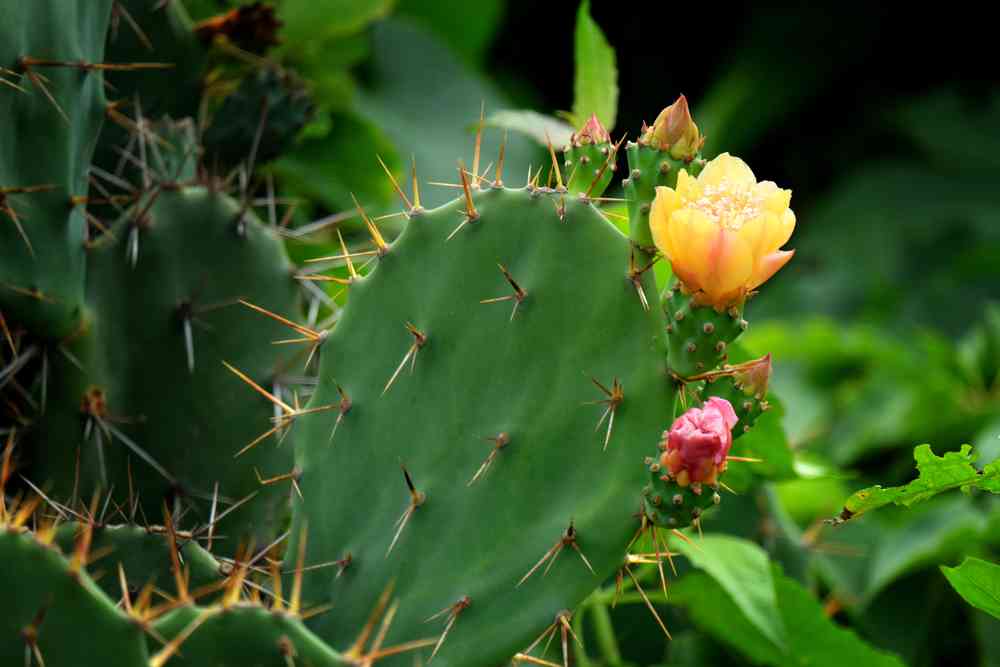 Une scientifique Mexicaine invente un "plastique" comestible et 100% biodégradable en cactus
