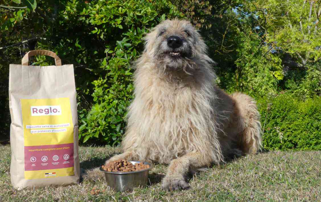 Reglo, les croquettes pour chiens écologiques aux protéines d’insectes