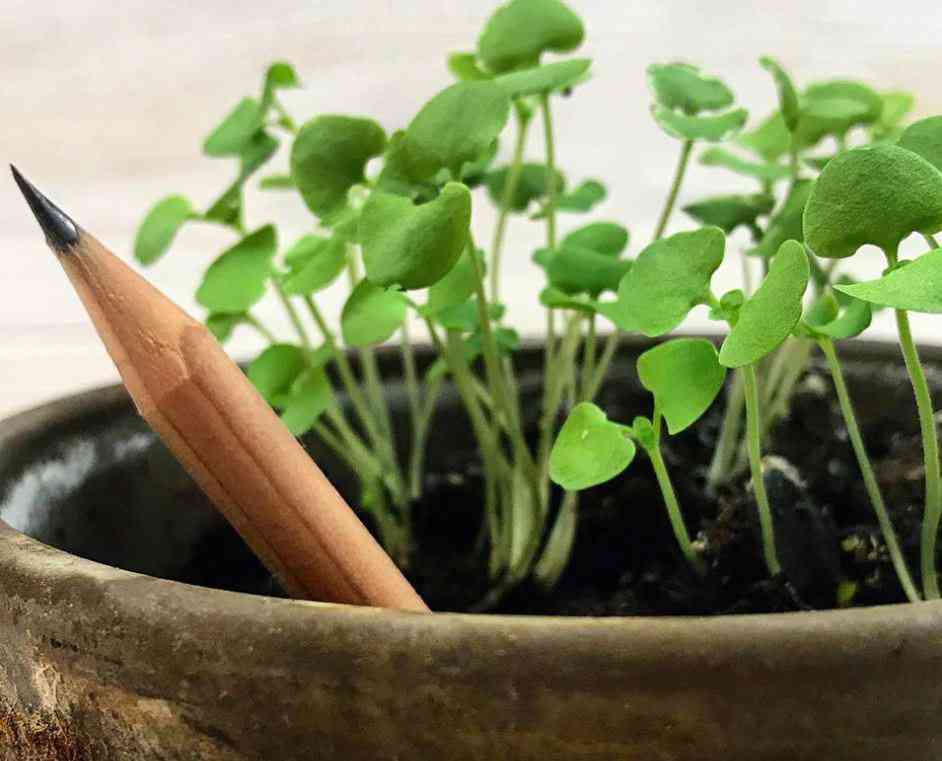 Sprout Pencil, le crayon "graine" qui se transforme en plante aromatique quand il n'est plus utilisable