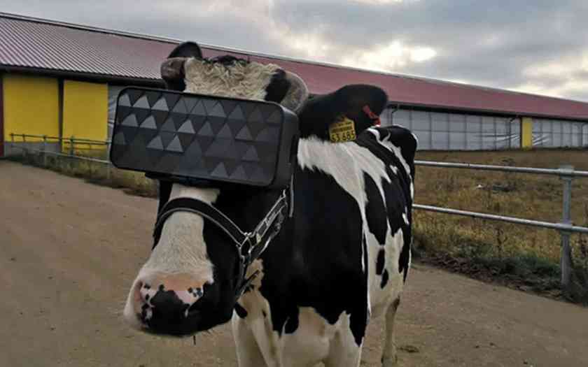 Russie : des vaches équipées de casques de réalité virtuelle pour produire un meilleur lait