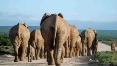 La réintroduction d'animaux captifs dans la nature n'est pas simple, mais pas impossible !