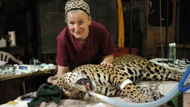 Belize : cette femme à sauvé plus de 1000 animaux en 7 ans