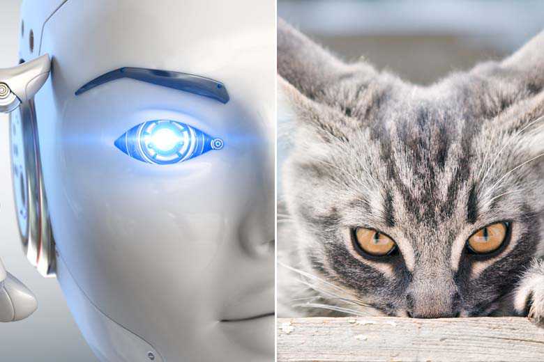 Pour le moment, les chats sont encore bien plus intelligents que l’intelligence artificielle la plus avancée