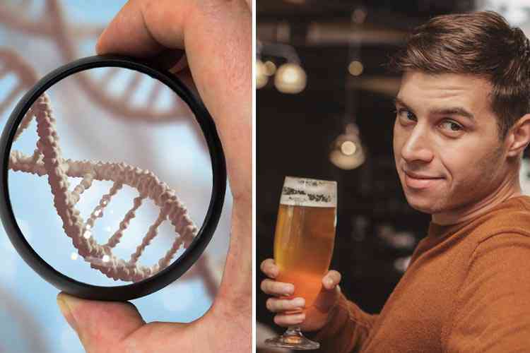 Des chercheurs utilisent la génétique pour garder la bière fraîche plus longtemps