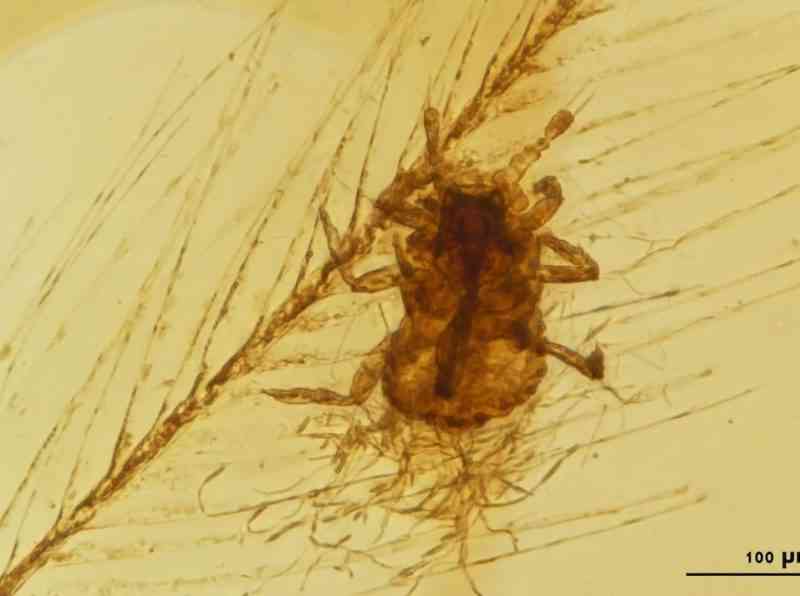 Parfaitement conservé dans l'ambre, voici un parasite mangeur de plumes de dinosaures vieux de 100 millions d’années