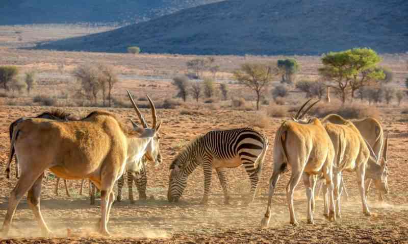 Rewild : 7 associations achètent un zoo pour libérer et réhabiliter des milliers d’animaux sauvages