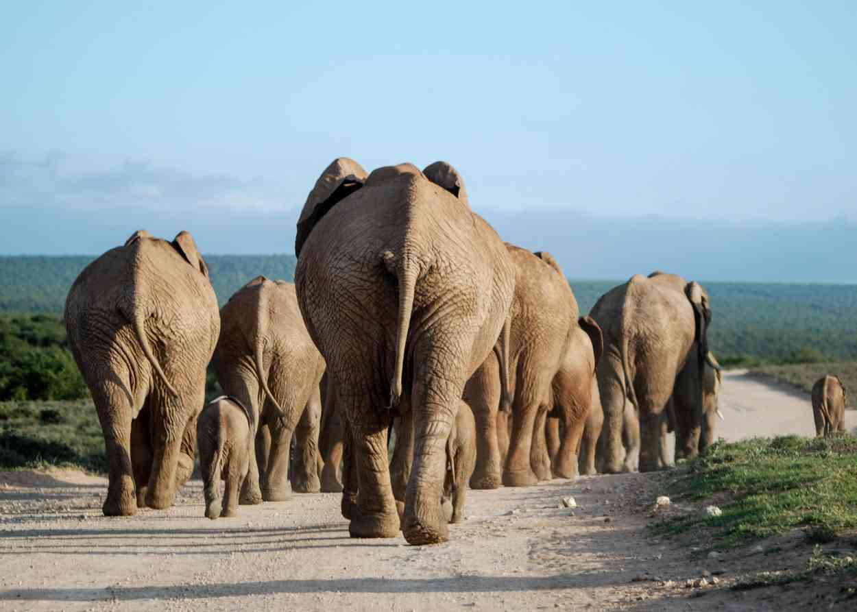Rewild : 7 associations achètent un zoo pour libérer et réhabiliter des milliers d’animaux sauvages