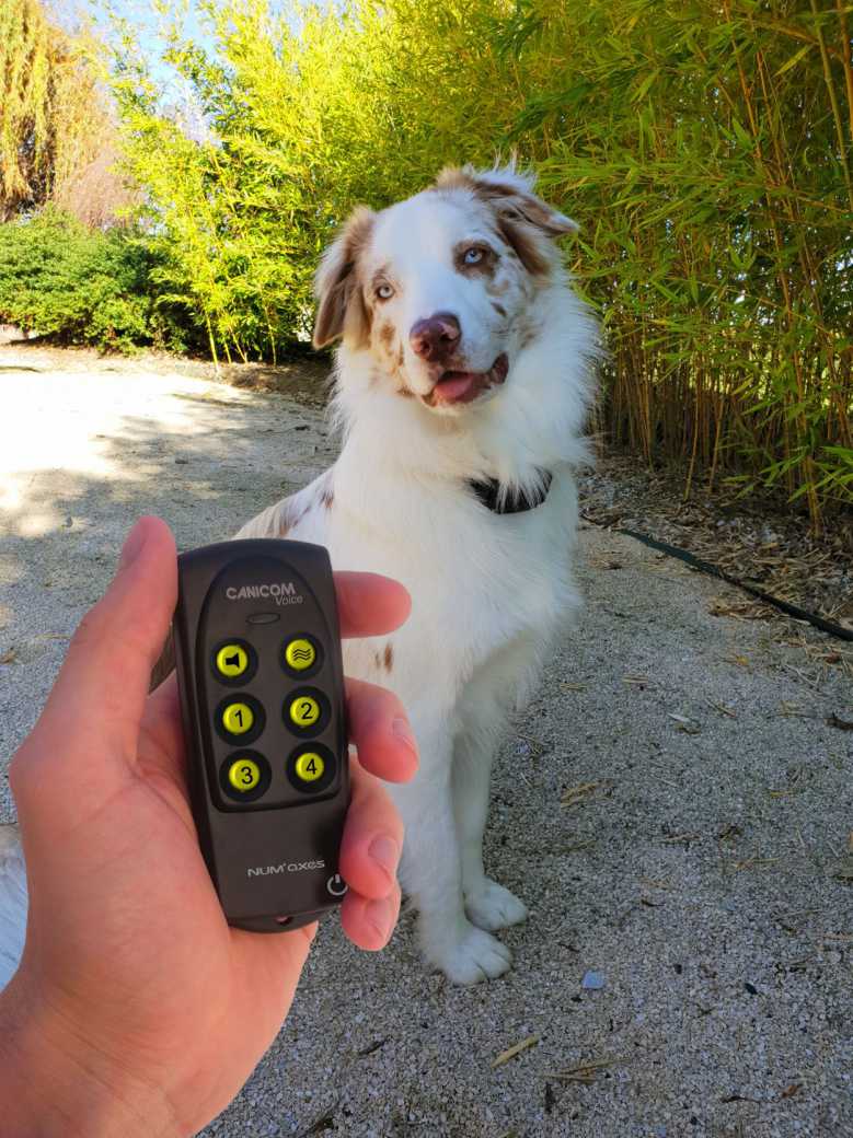 Test du collier de dressage vocal Canicom Voice par Numaxes