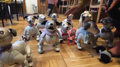 Japon : ce café de Tokyo organise des soirées à thème pour les propriétaires de chiens robots...