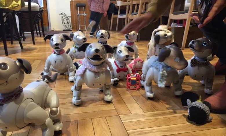 Japon : ce café de Tokyo organise des soirées à thème pour les propriétaires de chiens robots...